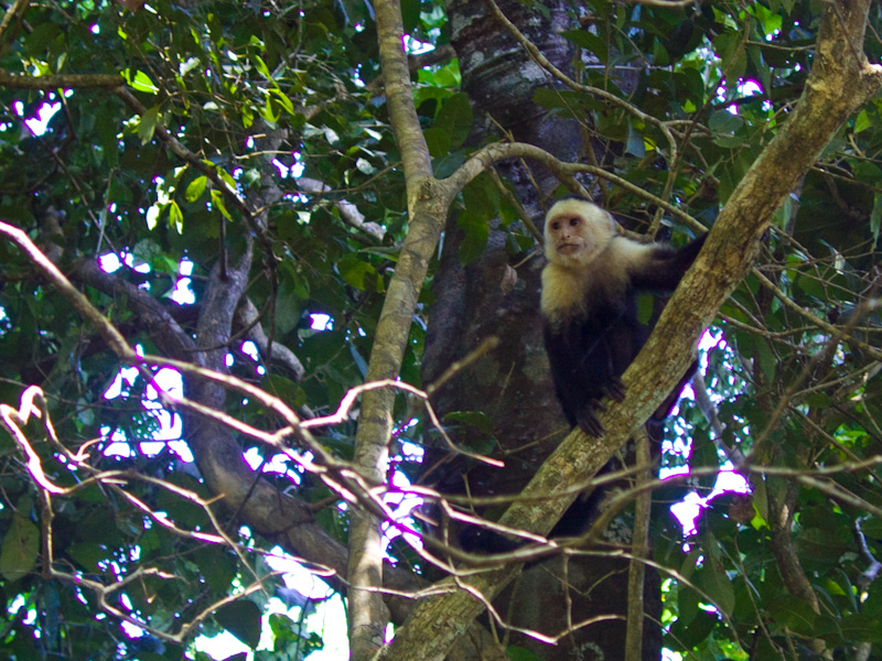 White-Faced Capuchin In Tree